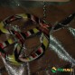 FUNFRANCE - Articles de fête et produits Hi-Tech : Lunettes de fête Hippy jaunes avec boucles d'oreilles - 2.958333€ - Lunettes 