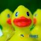 FUNFRANCE - Articles de fête et produits Hi-Tech : Canard de bain jaune 8cm - 3.566667€ - Le mythique canard de bain jaune. tail